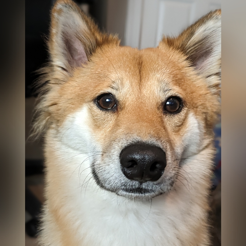 I'm Chase - Picture 2 of 3